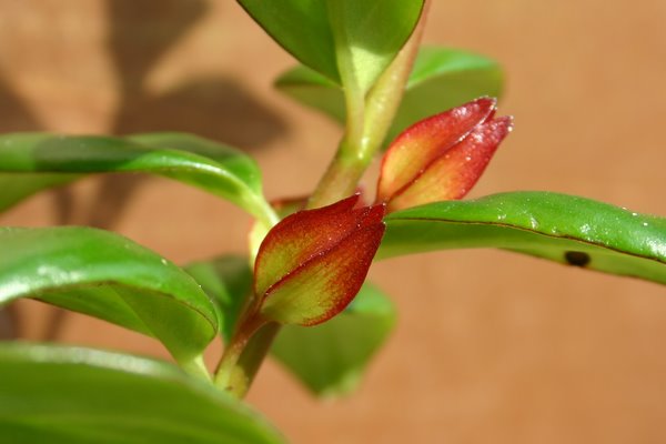 http://www.cloudjungle.com/CloudJungle/Gesneriaceae/Nematanthus/Nematanthus Chatterbox unopened flowers.jpg